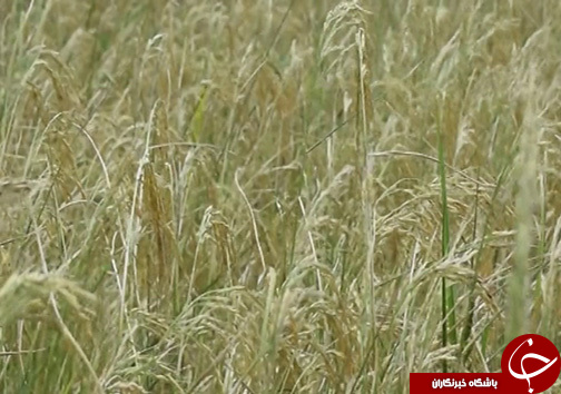 افزایش ۲ برابری برداشت برنج مقاوم به شوری در شمال با تلاش محققان سازمان انرژی اتمی افزایش ۲ برابری برداشت برنج مقاوم به شوری در شمال با تلاش محققان سازمان انرژی اتمی