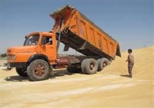 رشد ۸۱ درصدی خرید گندم در استان کردستان