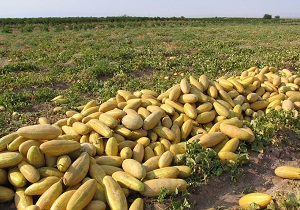آغاز برداشت خربزه در شاهرود