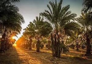 کاهش برداشت خرما در آبادان