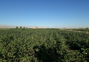 1800 هکتار از مزارع کشاورزی سرایان زیر کشت پنبه