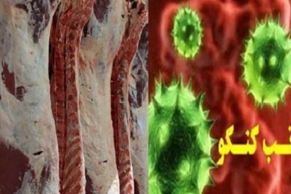 فعالیت ۲۹ اکیپ برای پیشگیری از بروز بیماری تب کریمه کنگو درهمدان