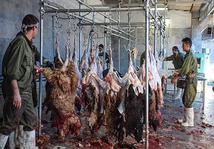 ايجاد قربانگاه در کنار مصلی های نماز