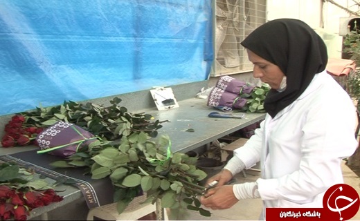 تولید گل رز هلندی در قلب کویر ایران