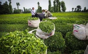 خریدبیش از۸۰ هزارتن برگ سبز چای از چایکاران شمال کشور