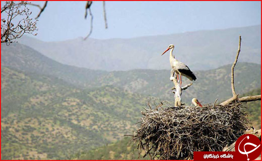 کردستان/ کردستان نگینی در غرب کشور
