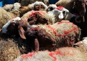 تعیین پنج نقطه در سنندج برای عرضه دام زنده در عید سعید قربان