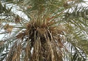 کاهش تولید خرما در خرمشهر