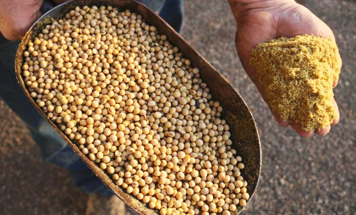 کنجاله سویا با چه قیمتی در بازار به فروش می&zwnj;رسد؟