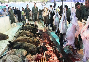 حضور ناظر شرعی و بهداشتی بر روند ذبح دام