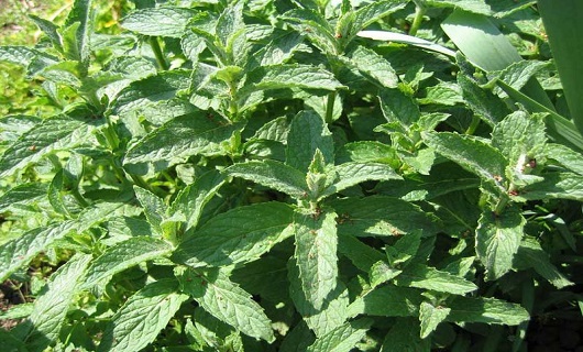 بوعلی سینا طبیبی که به جسم وجان جلا می بخشد