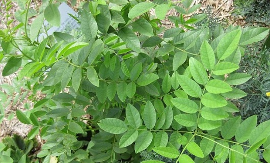 بوعلی سینا طبیبی که به جسم وجان جلا می بخشد