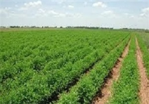 اجرای ۱۶۸ طرح پژوهشی در مرکز تحقیقات و آموزش کشاورزی و منابع طبیعی آذربایجان غربی