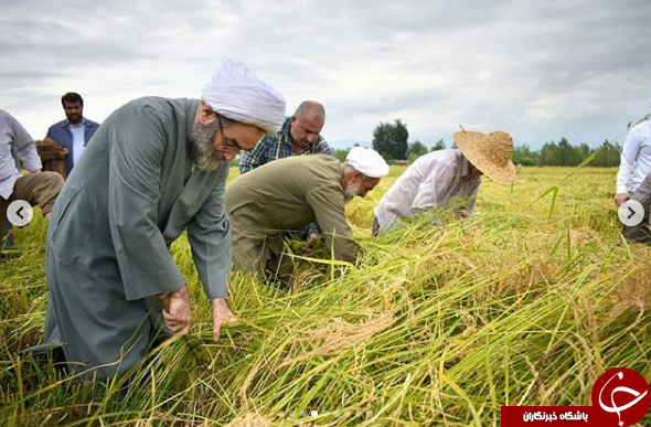 امام جمعه رشت برای کمک به کشاورزان آستین بالا زد+ تصاویر امام جمعه رشت برای کمک به کشاورزان آستین بالا زد+ تصاویر