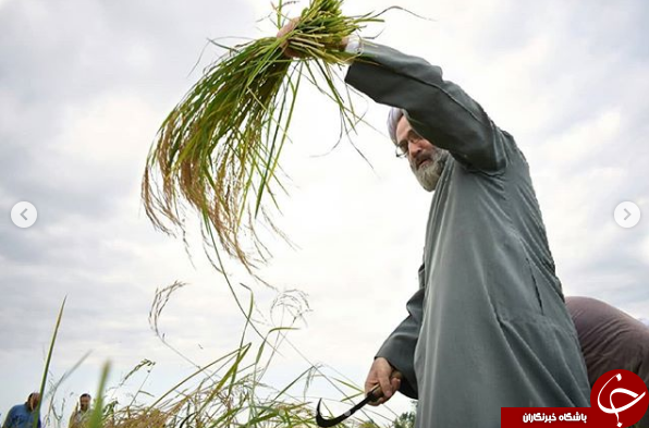 امام جمعه رشت برای کمک به کشاورزان آستین بالا زد+ تصاویر امام جمعه رشت برای کمک به کشاورزان آستین بالا زد+ تصاویر