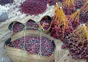 آغازکار برداشت خرمااز سطح ۹ هزار هکتار از نخلستان‌های ایرانشهر