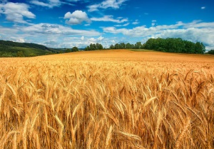 آذربایجان‌غربی پنجمین استان تولیدکننده گندم در کشور است