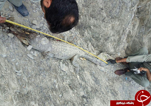 تلف شدن  یک سر تمساح در کنار رودخانه سرباز +عکس