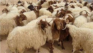 ساماندهی ایستگاه های عرضه دام زنده در اصفهان