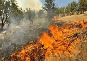 آتش به جان جنگل‌های منطقه حفاظت شده کوسالان افتاد