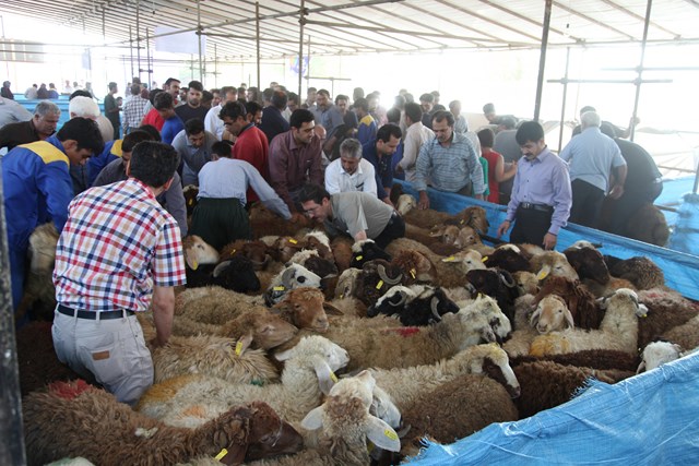 اندر احوالات بازار دام زنده در عید قربان/ عرضه دام زنده با نرخ بالاتر از 20 هزار تومان گران فروشی است