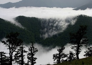 سفر به شگفت انگیزترین جنگل ایران + فیلم