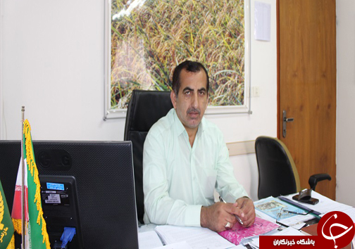 رویکرد جهاد کشاورزی مازندران در قبال کشت دوم، محدودیت نه ممنوعیت