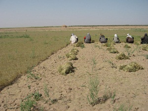 برداشت اولین محصول زیره در شهر غرق آباد