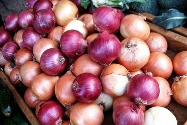 پیش بینی تولید بیش از ۱۲ هزار تن پیاز در گلستان