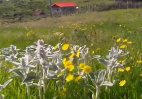مناظری زیبا و دیدنی در «چاک‌دشت» + فیلم