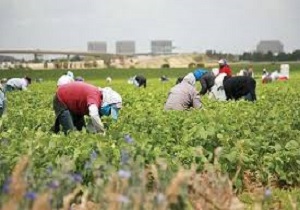 30 طرح در حوزه کشاورزی اردبیل ایجاد می شود