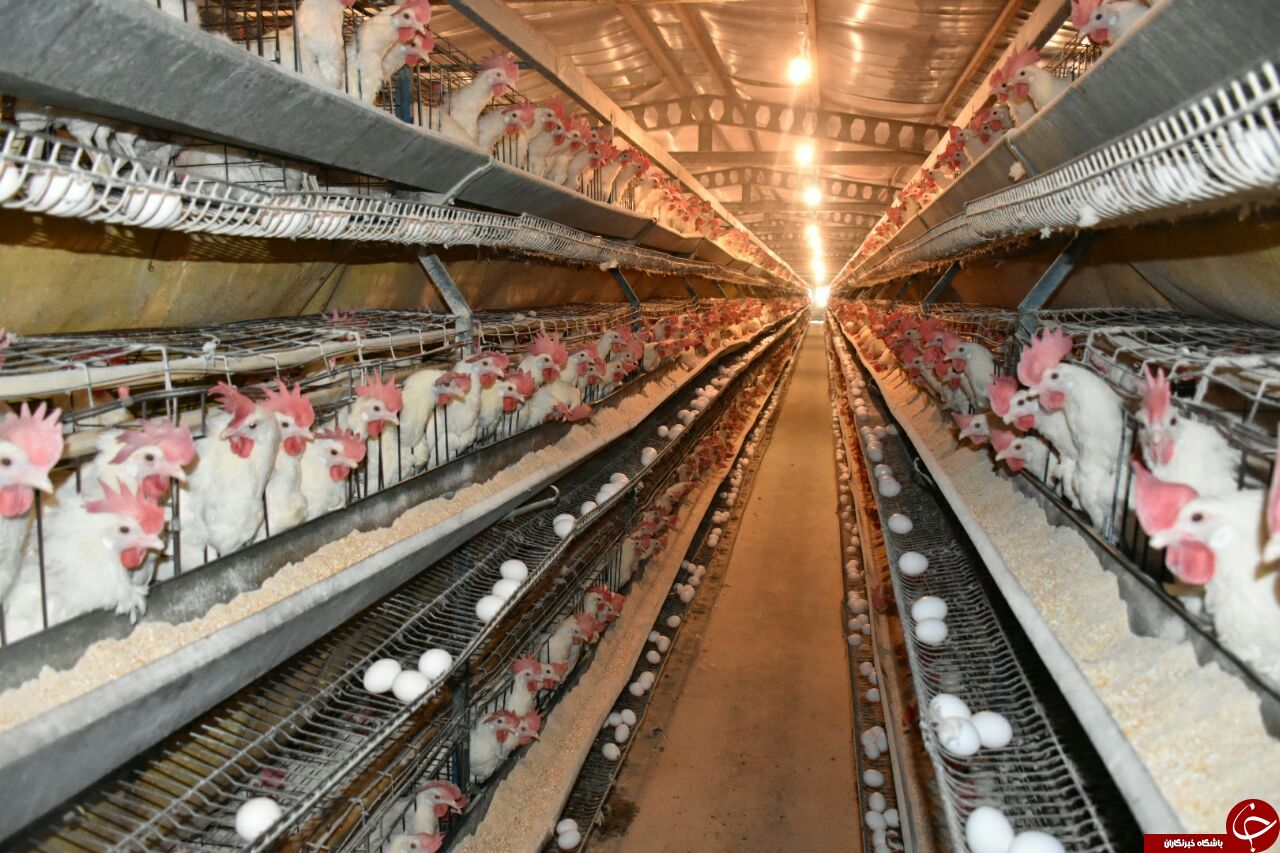 تصویب طرح توسعه مرغداری اسلام آباد غرب با  اعتباری بیش از 5 میلیلارد تومان