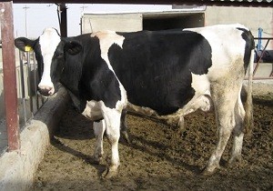 همکاری 65 تیم عملیاتی در مناطق زلزله زده نسبت به چاله کنی و ضدعفونی دام ها
