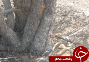 تیغ زدن درختان پیگرد قانونی دارد/برای دومین سال پیاپی آتش سوزی در جنگل‌های پاسارگاد نداشتیم