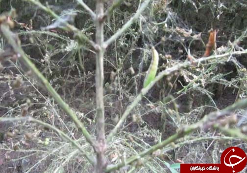 شب پره بلای جان آفت جنگل های شمال کشور