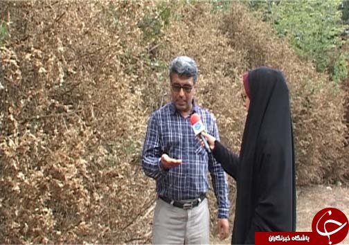 شب پره بلای جان آفت جنگل های شمال کشور