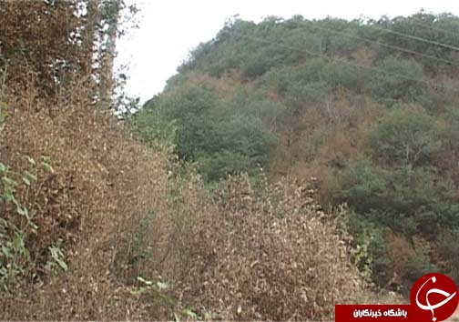 شب پره بلای جان آفت جنگل های شمال کشور
