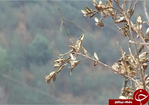 شب پره بلای جان آفت جنگل های شمال کشور