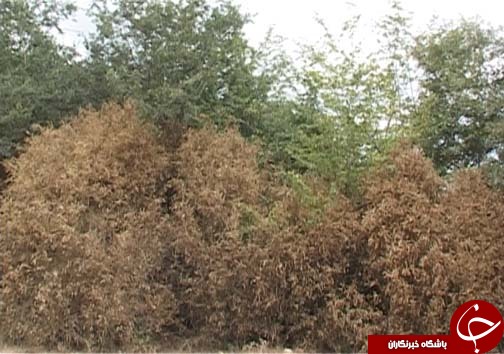 شب پره بلای جان آفت جنگل های شمال کشور