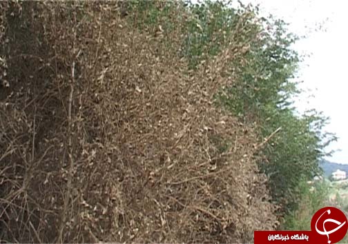 شب پره بلای جان آفت جنگل های شمال کشور