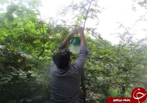 شب پره بلای جان آفت جنگل های شمال کشور