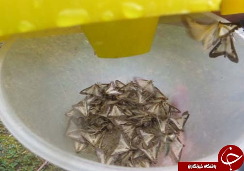 شب پره بلای جان آفت جنگل های شمال کشور