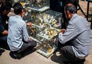 برخورد قضائی با پرنده‌فروشان دوره‌گرد