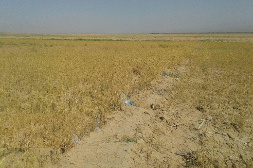 رفع عطش ۲۶ هکتار از مزارع و باغات ساوه با استفاده ازکانال&zwnj;های بتونی
