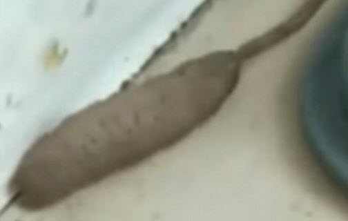پیدا شدن موجود دورگه عجیب الخلقه ! + فیلم//