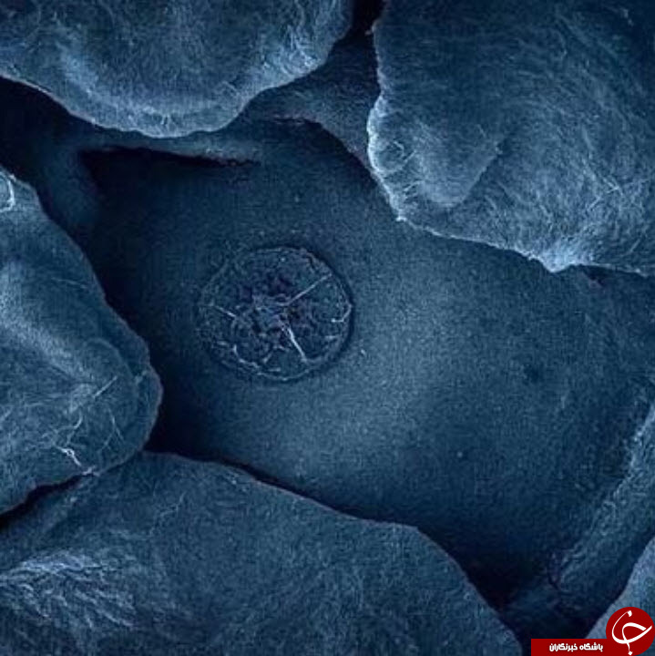 دنیا زیر میکروسکوپ چه شکلی است؟