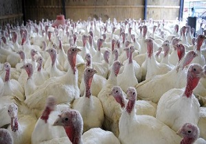 توقیف 50 قطعه بوقلمون غیر مجاز در بشرویه