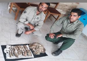 دستگیری یک صیاد متخلف در نور
