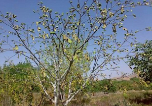 خشکیدگی یک هزار هکتار از درختان گردو