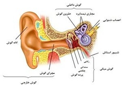 نحوه عملکرد گوش + فیلم